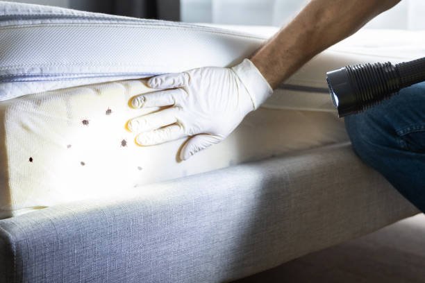 Best Insect Control  in Ladue, MO
