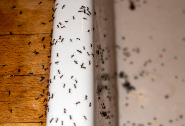 Best Commercial Pest Control Services  in Ladue, MO