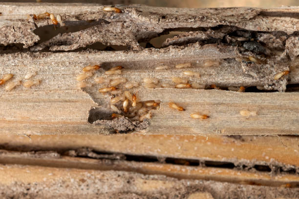 Best Bed Bug Extermination  in Ladue, MO