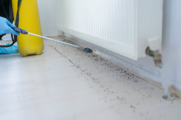 Best Residential Pest Control  in Ladue, MO