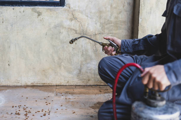 Best Wasp Removal Services  in Ladue, MO